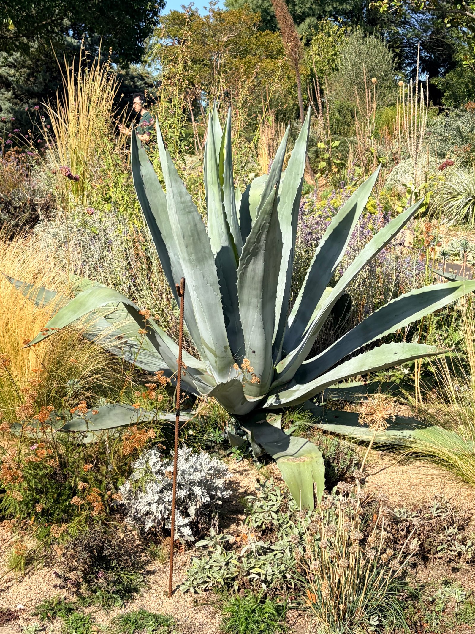 Post image 7